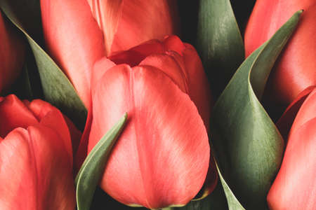 red tulips close-up. spring flowers. greeting card with copy space for your promotional text messageの写真素材