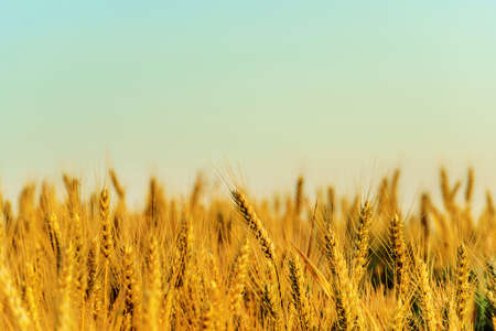 ripe yellow wheat against the blue sky. ripe yellow wheat against the blue sky.の写真素材