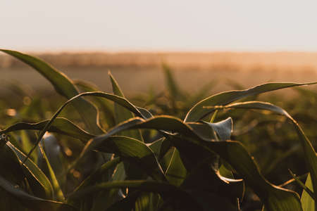 sprouts of green young corn against the setting sun. ripening cornfield