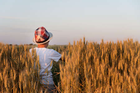 child in a wheat field. a boy in a checkered hat walks into the field, view from the back.の写真素材