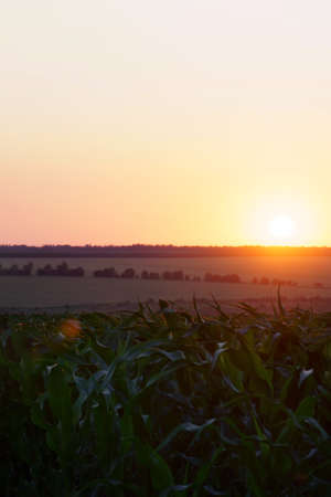 green corn growing on a field at sunset. young corn plants. corn is grown on agricultural land