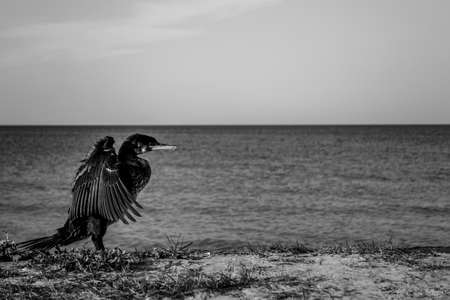 cormorant bird on the seashore. black beautiful bird inhabitant of the coast. free space for textの写真素材