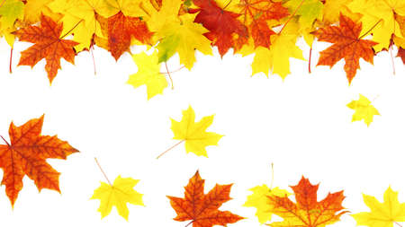 falling autumn leaves isolated on white background. maple foliage