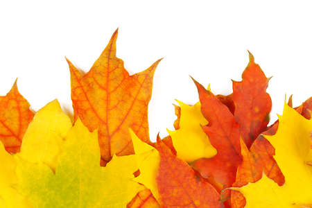 bright autumn leaves isolated on white background.