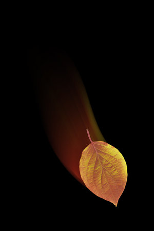 falling autumn leaf on a black background. mockup for your text, bannerの写真素材