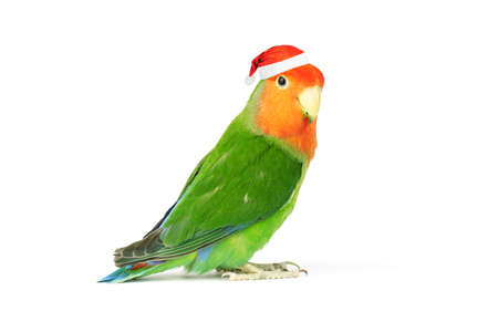Lovebird parrot isolated on white background. beautiful colorful birdの写真素材