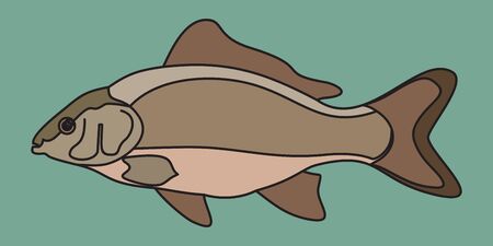 carp fishのイラスト素材