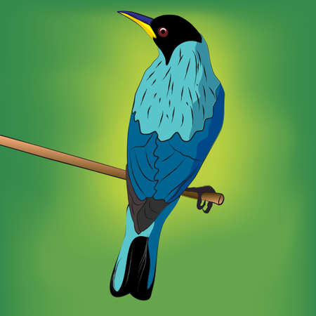Green Honeycreeper Bird Drawn Vector Illustrationのイラスト素材