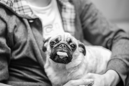 Man with cute mops dog portrait, black and whiteの写真素材