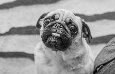 dog portrait, black and whiteの写真素材