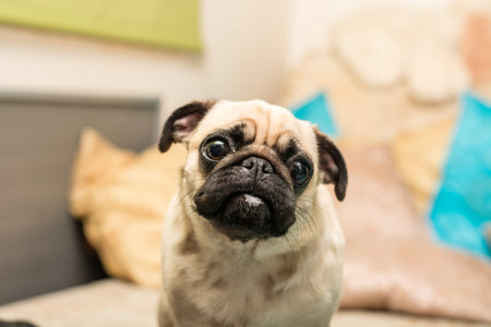 cute mops dog portraitの写真素材