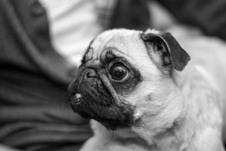 dog portrait, black and whiteの写真素材