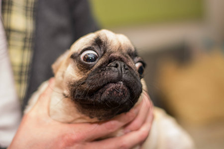 dog portrait, mops puppyの写真素材