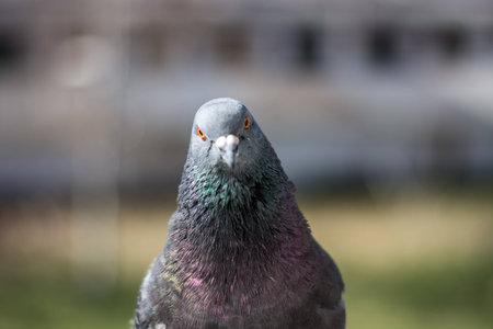 Pigeon portrait, close upの写真素材