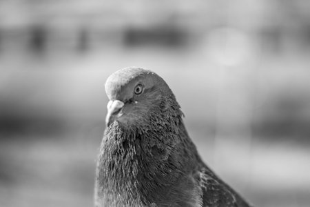 Pigeon portrait, close upの写真素材