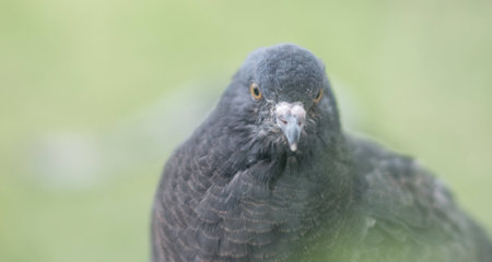 Pigeon portrait, close upの写真素材