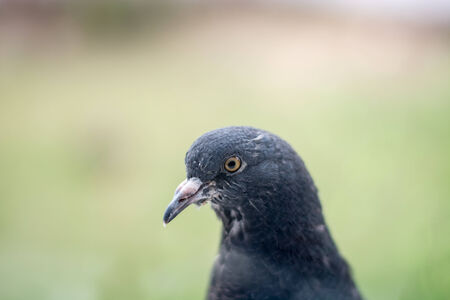 Pigeon portrait, close upの写真素材