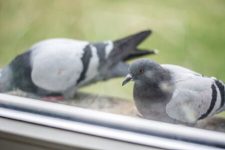Pigeon portrait, close upの写真素材