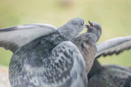 Pigeon portrait, close up
