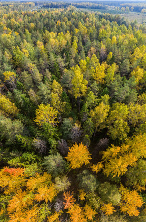 Aerial view of autumn trees. Colorful trees from above. Vertical panorama.