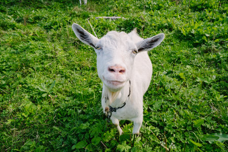 Summer Goat in a Green Village Pasture