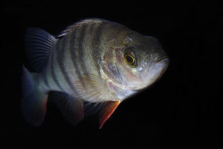 Perch on a blackroundの写真素材