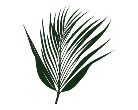 Silhouette Tropical exotic leaves. Calathea, Monstera and palm leaves. black and white vector illustration.のイラスト素材