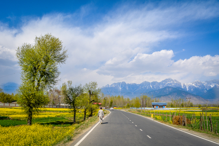 on the way to Pahalgam with mustard fields aroundの写真素材