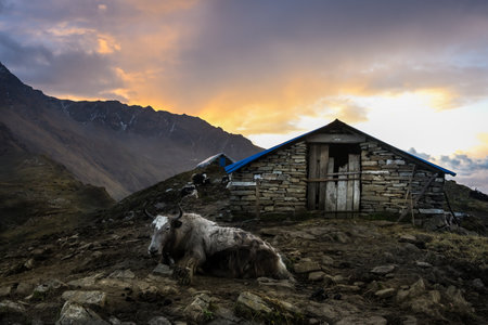 First light falls on a yak taking rest in front of its barn on Khopra ridge of Annapurna region, Nepalの写真素材