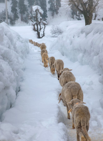 A herd of sheep walking through a snow path in winters of Kashmir, Indiaの写真素材