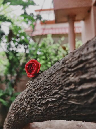 Small red rose on a wooden branchの写真素材