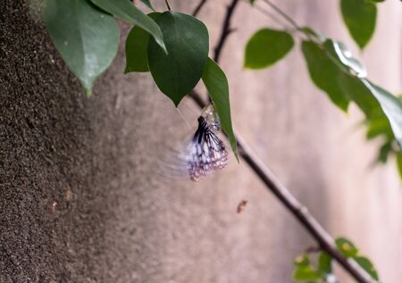 black and white winged butterfly coming out of the cocoon in the morningの写真素材