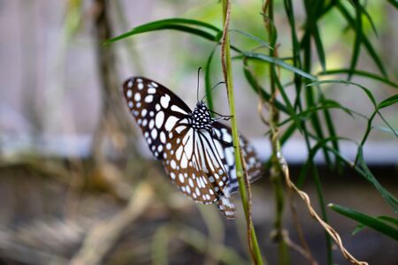 Enjoying freedom of life,black and white butterflyの写真素材