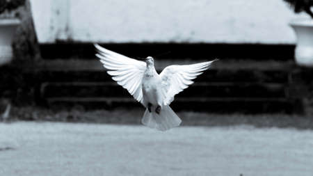 Black and white photograph of a pigeon "symbol of hope and peace" flying in low altitudeの写真素材