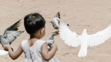 small kid playing with pigeons in a parkの写真素材