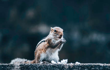 female squirrel sit up and eat rice by both handsの写真素材