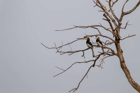 Great Hornbill Bird couple Resting on a dead treeの写真素材