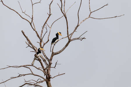 Great Hornbill birds Resting on dead treeの写真素材