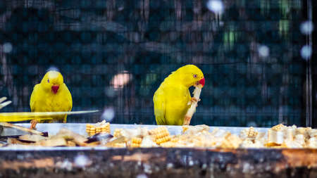 Yellow Ring Neck Parrots eating sugarcaneの写真素材