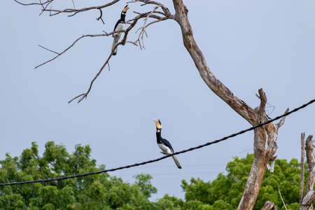 Great Hornbill Bird on a telephone cable about to jump to branchの写真素材