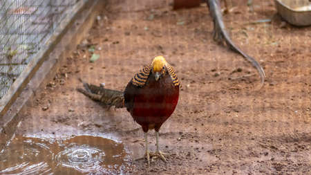 Black Golden Pheasant on ground standing still pose for a photographの写真素材