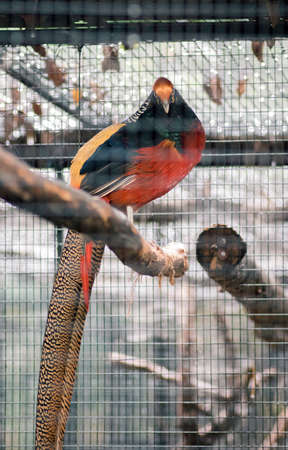 Golden Pheasant looks directly forwardの写真素材