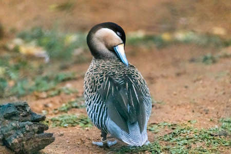 Silver Teal Duck cleans its feathers view from backの写真素材