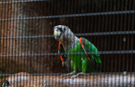 Senegal parrot silver neck looking curiousの写真素材