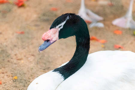 Black Necked Swan Sleepy mode Close up photographの写真素材