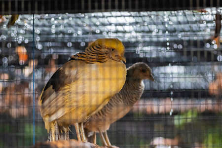 Yellow Peach Pheasant lazy looking couple sitting on a branch.