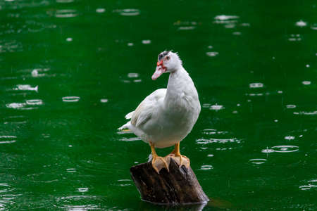 white duck Sitting on wooden pole and keep an eye out, green watersの写真素材