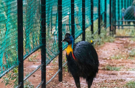 Colorful Cassowary bird walking forward near netted fence