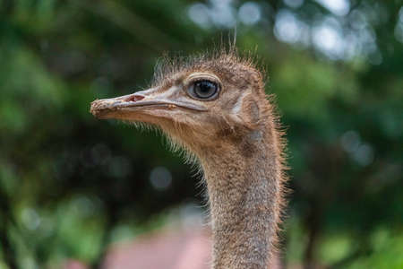 Ostrich Eye Close up detailed Photograph