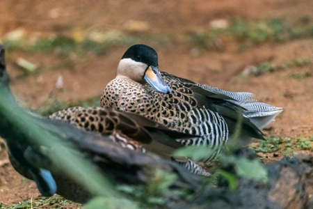 Silver Teal Ducks in Birds park, Hambantota, Sri Lankaの写真素材